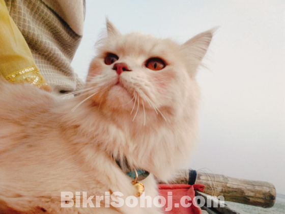 পার্সিয়ান ছেলে বিড়াল